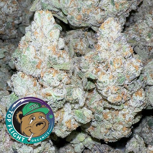 BACK SOON‼️ 🔥Blintz Dream 38% THC