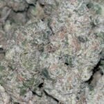 SOLD OUT‼️37.7% THC Stuck On Stupid (Mediums) $150