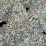 Runtz Cake 37.3% THC