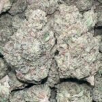 BACK! Platinum Jack 🔥 SATIVA