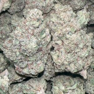 BACK! Platinum Jack 🔥 SATIVA